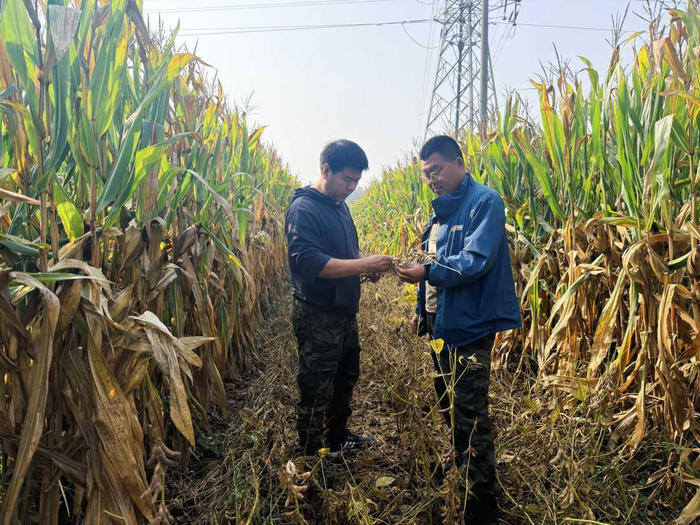 农技人员与种植大户在大豆玉米带状复合种植田间查看大豆结荚长势。张议心摄