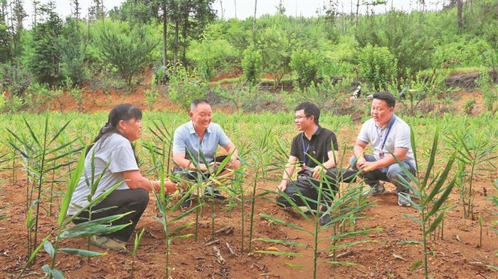 安顺市镇宁自治县纪检监察干部到募役镇新发村了解村集体产业项目发展监管情况。             蔡齐秀 摄