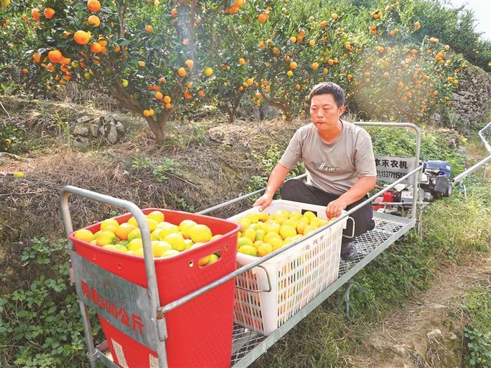 果农用单轨车运输蜜橘下山。（董桂 摄）