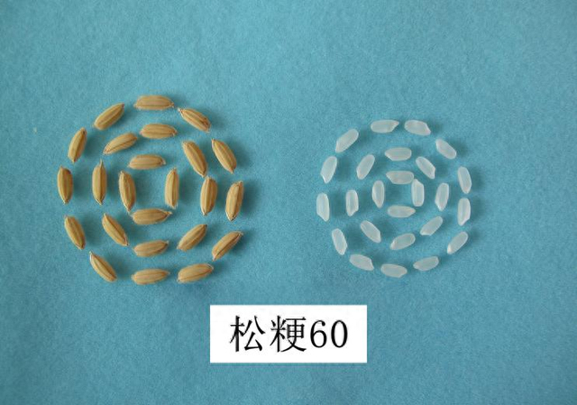 “松粳60”种子。本报记者 刘梦丹摄 