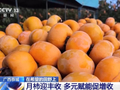 视频丨一份月柿两份收入 多元赋能促增收