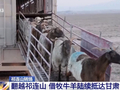 视频丨跨省过冬！青海借牧牛羊陆续抵达甘肃