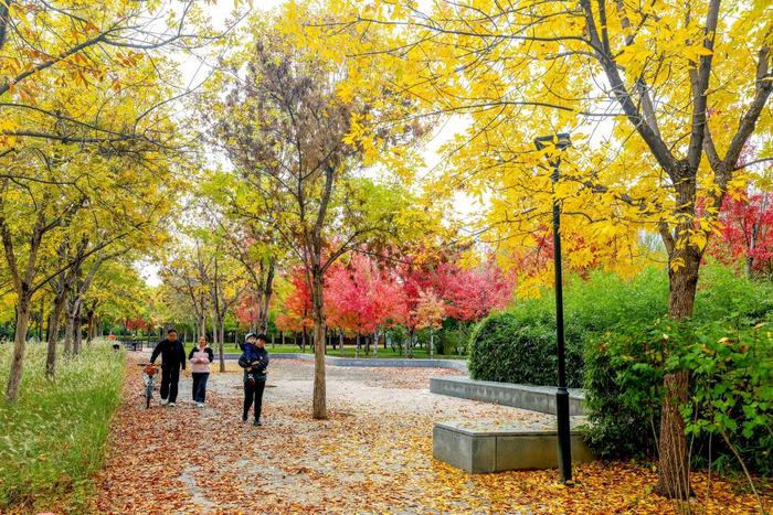 　　图为10月26日拍摄的北京市朝阳区东风北桥地铁站旁的城市绿地秋景。新华社发（何建勇摄）