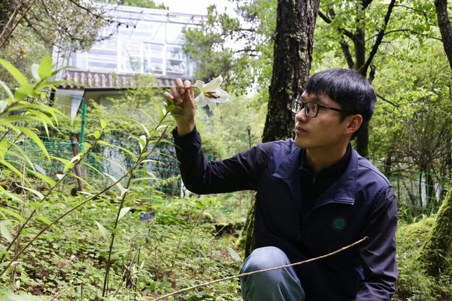 杜高齐表示，丽江站的“任务”也包括将活体植物“照料”至相对良好的状态供科研所用。（文汇报记者袁婧摄）