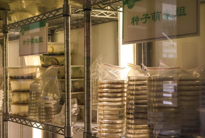正进行中的萌发实验。（文汇报记者袁婧摄）