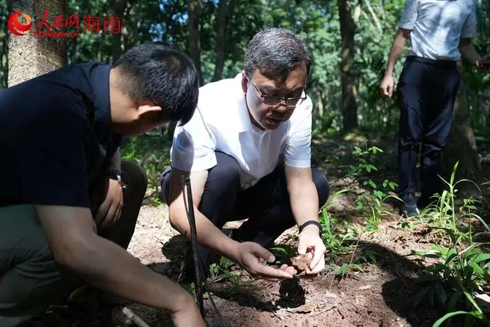中国移动派驻挂职干部、白沙黎族自治县副县长许杰松（中）查看林下种植的虎乳灵芝。 人民网记者 孟凡盛摄