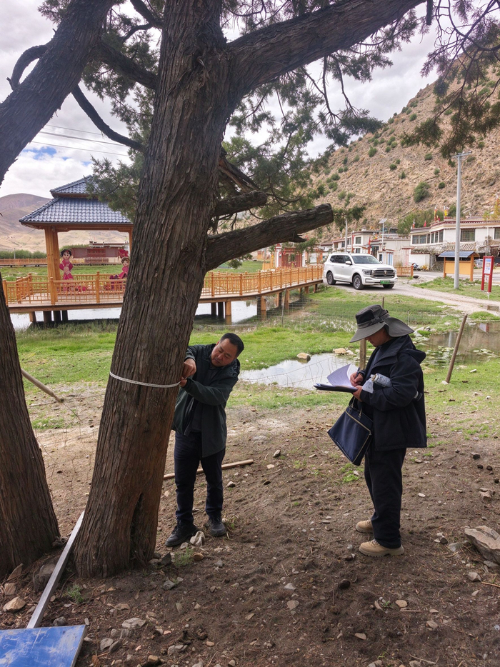 湖北省第十一批援藏工作队林业小组与山南市林业部门干部在浪卡子县进行大果圆柏优良林木调查。