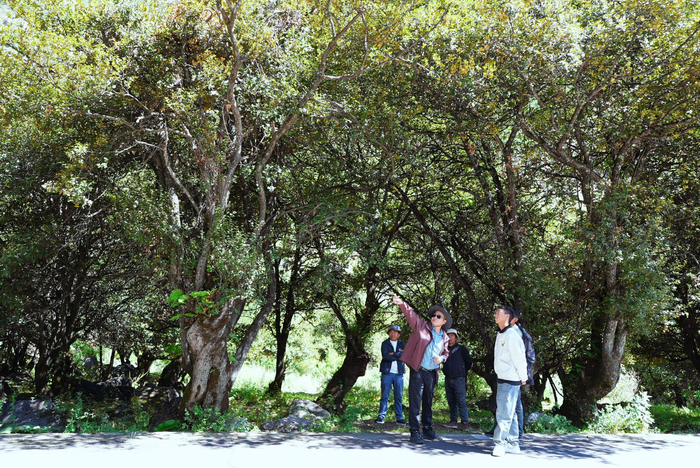 湖北省第十一批援藏工作队林业小组与山南市林业部门干部在加查县进行高山栎采种调研。