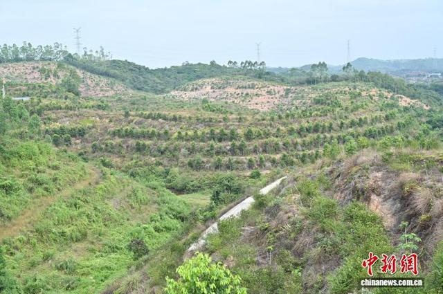 10月29日，广东省茂名市国有荷塘林场的一片种植基地采用“油茶+沉香”复合种植模式。中新社记者 陈楚红 摄 