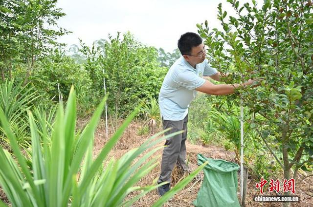 10月29日，广东省茂名市国有荷塘林场的工作人员在“油茶+斑斓”复合种植区采摘成熟的油茶果。中新社记者 陈楚红 摄 