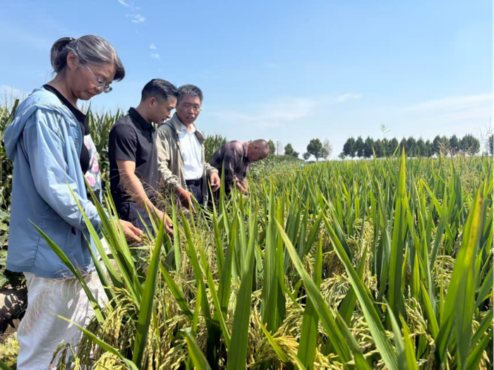 绿色食品团邀请里下河地区农科院专家粮食测产