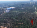 千城百县看中国丨湖南冷水滩：油茶丰收 花果同树