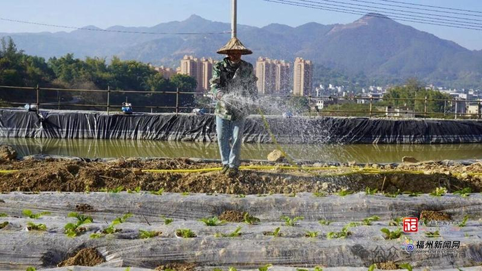坂中村芥菜种植项目。图片来源：新闽清