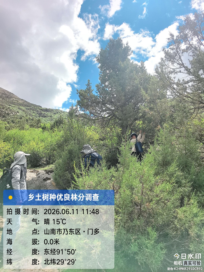 湖北省第十一批援藏工作队林业小组与山南市林业部门干部在乃东区进行大果圆柏优良林木调查。
