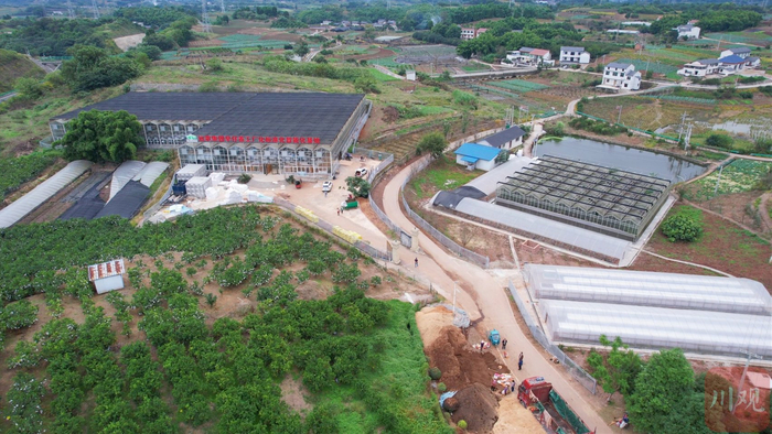航拍威远县向义镇远歌集团早仔姜工厂化基地