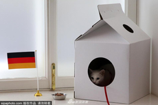 俄罗斯神猫成功预测德国赢得联合会杯冠军