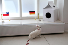 俄罗斯神猫成功预测德国赢得联合会杯冠军