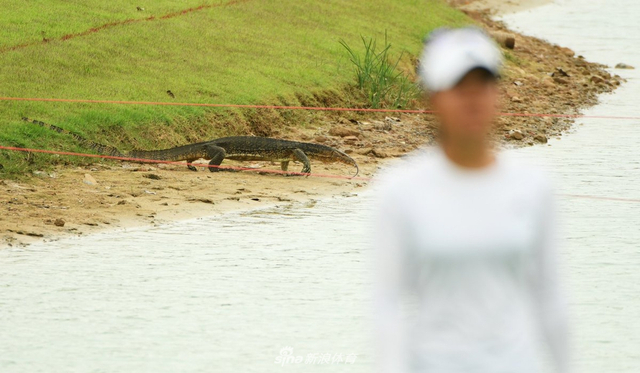 巨型蜥蜴“驾临”球场