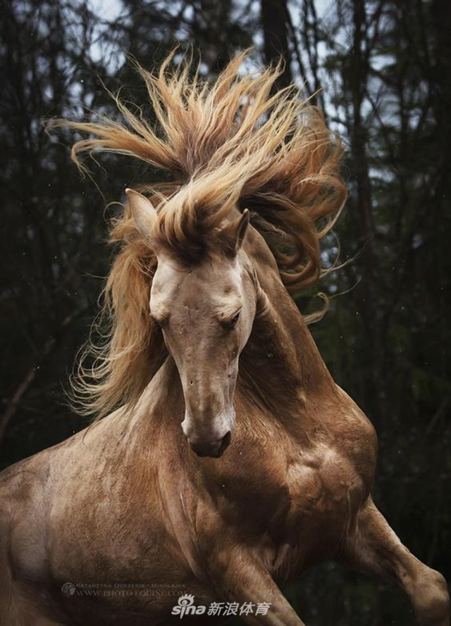 马儿大秀"长发"帅气逼人