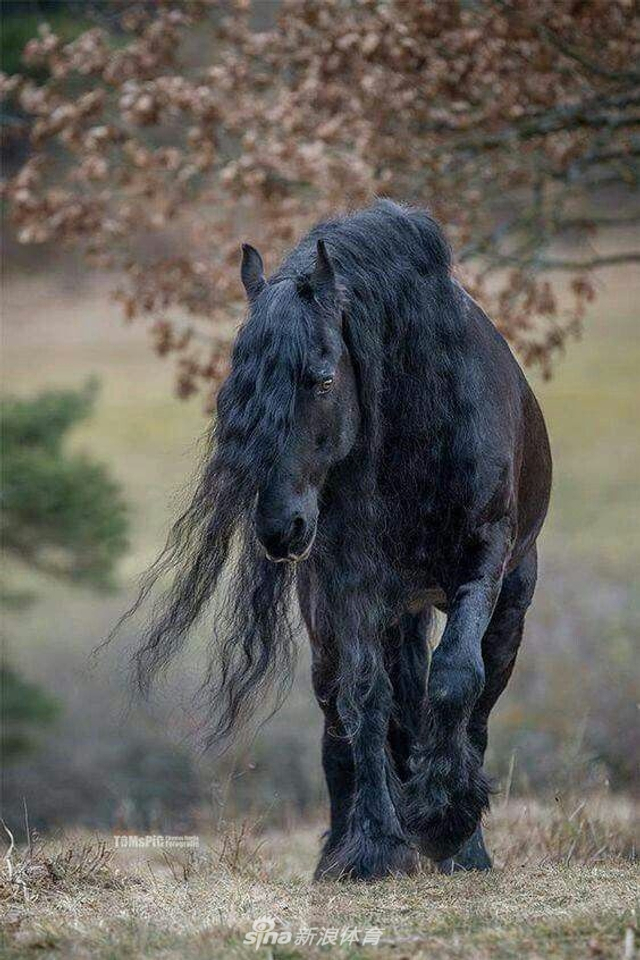 马儿大秀"长发"帅气逼人