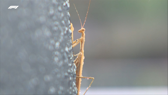 图集-2022F1匈牙利站FP3以及排位赛