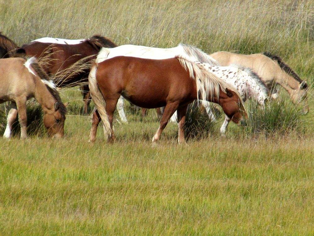 帅还可爱的杂色马_新浪图片