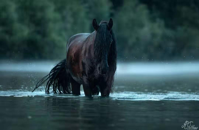 为什么叫黑马不叫白马 w640slw.jpg