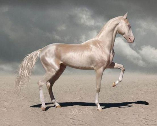 全世界最漂亮的马_新浪图片