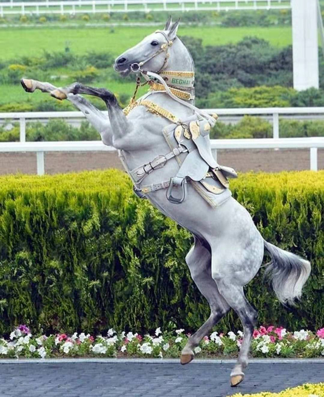 独一无二汗血马_新浪图片