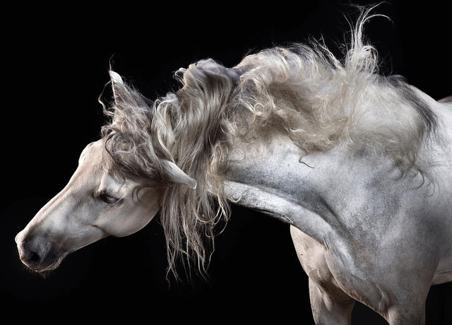 俊美白马~一身帅气鬃毛随风摆动!