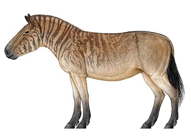 马的进化史_新浪图片