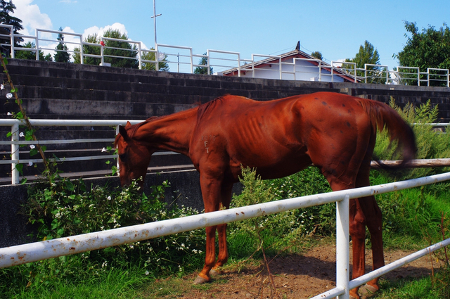 枣红马——永远的小太阳_新浪图片