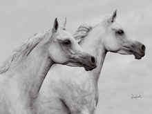 摄影师眼中的阿拉伯马（二）