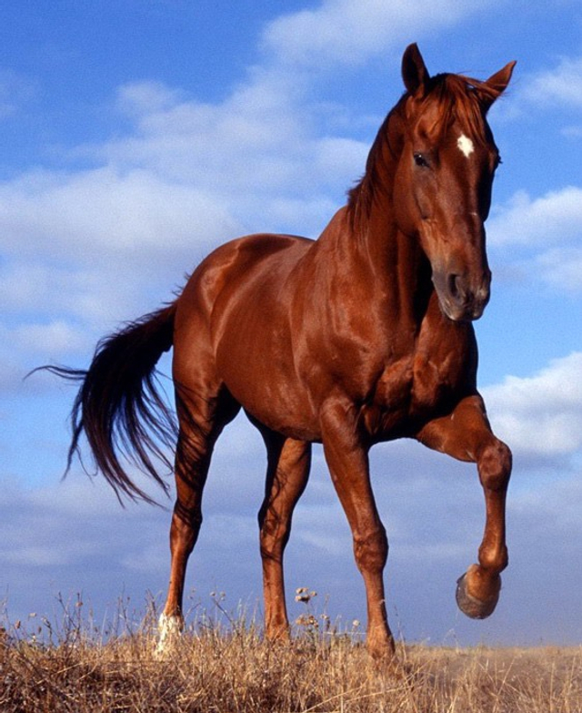 马儿的一生_新浪图片