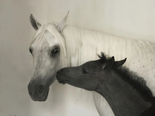 摄影师眼中的阿拉伯马（三）