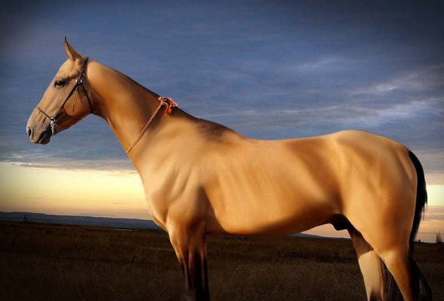 汗血宝马——马中的贵族