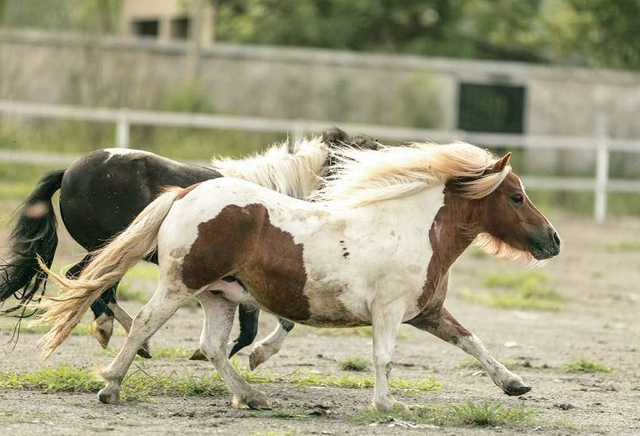 帅还可爱的杂色马_新浪图片