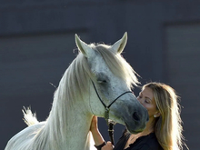 摄影师眼中的阿拉伯马（一）