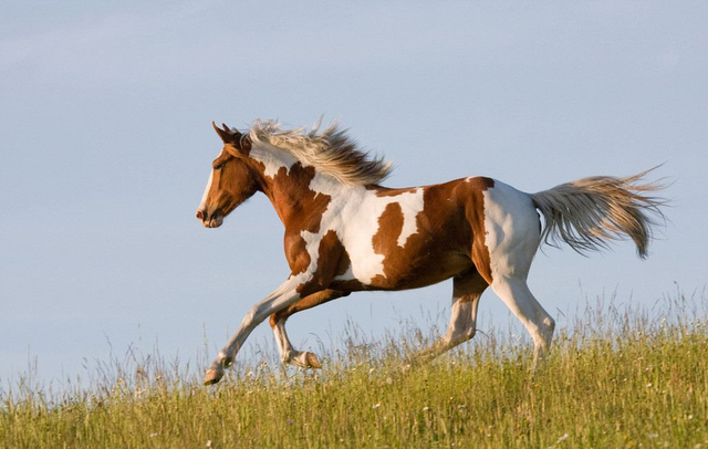 帅还可爱的杂色马_新浪图片