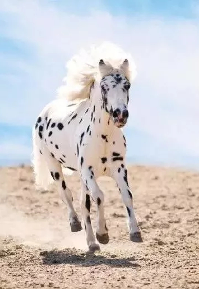 史前壁画中"斑点马"真实存在_新浪图片
