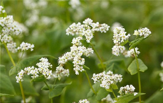 苍耳，菊科，苍耳属一年生草本植物。