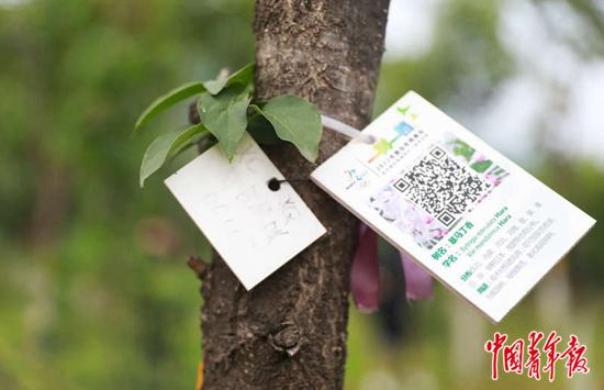 在延庆赛区冬奥迁地保护基地，因场馆建设被移植的树木被进行建档管理。实习生&nbsp;刘开阳/摄