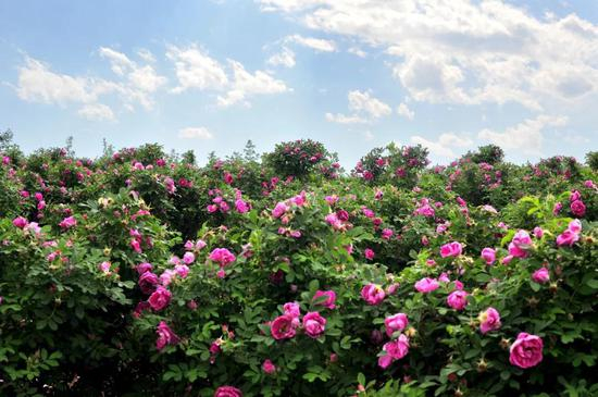 ▲蔡家洼玫瑰情园