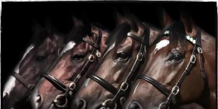 浅谈纯血马近亲繁殖 手机新浪网