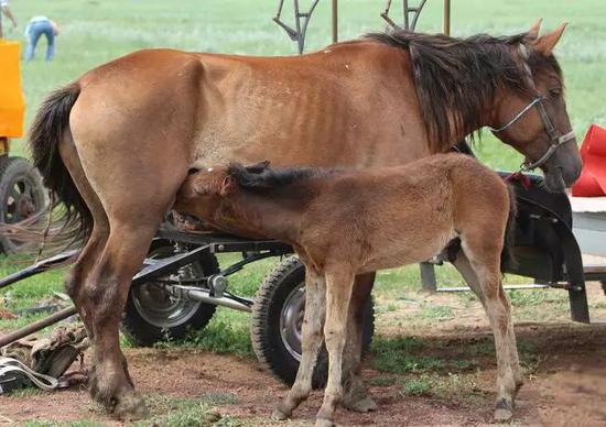 幼驹必须得到初乳或代替品来维持它们的需求。