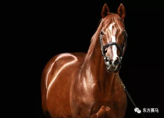 ▲图/Coolmore，‘巨人长堤’