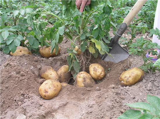 狗尾巴草，别名狗尾草，属禾本科。