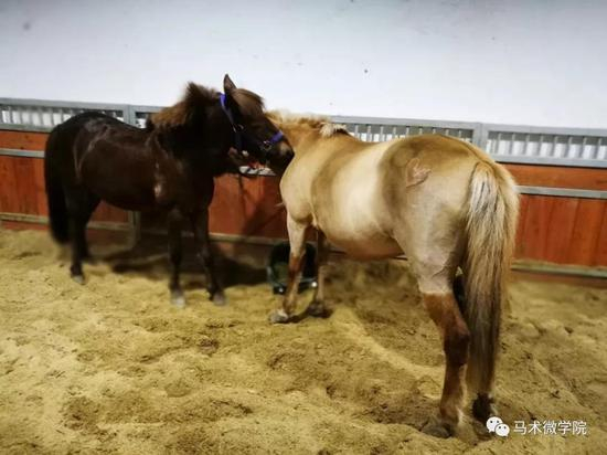 （小棕马是社交型马）