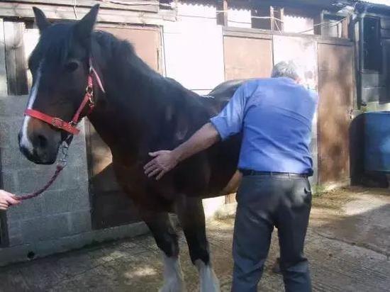 学习观看马匹的肢体语言