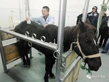 内蒙古第一所现代化马医院长啥样？